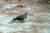 멧비둘기 Streptopelia orientalis (Oriental Turtle Dove)