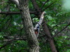 오색딱다구리 Dendrocopos major (Great Spotted Woodpecker)