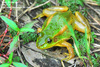 Pelophylax chosenicus (Rana plandyi chosenica) 금개구리 Korean Golden Frog