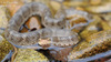 Gloydius ussuriensis 쇠살모사 Red-tongue Pit-Viper