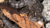 Gloydius ussuriensis 쇠살모사 Red-tongue Pit-Viper
