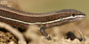 Takydromus wolteri  줄장지뱀 Wolter Lizard