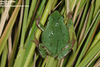 Hyla suweonensis 수원청개구리 Suweon Tree Frog  수컷 가을모습