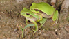 Hyla suweonensis 수원청개구리 Suweon Tree Frog  짝짓기모습