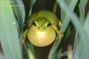 Hyla suweonensis 수원청개구리 Suweon Tree Frog  수컷