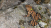 Bombina orientalis 무당개구리 Korean Fire-bellied Toad