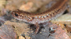 Karsenia koreana 이끼도롱뇽 Korean Crevice Salamander