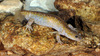 Hynobius leechii 도롱뇽 Korean Salamander