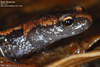 Karsenia koreana 이끼도롱뇽 Korean Crevice Salamander