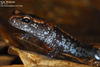 Karsenia koreana 이끼도롱뇽 Korean Crevice Salamander