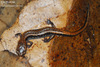 Karsenia koreana 이끼도롱뇽 Korean Crevice Salamander