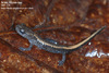 Karsenia koreana 이끼도롱뇽 Korean Crevice Salamander