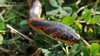 Dinodon rufozonatum 능구렁이 Red Banded Odd-tooth Snake