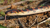 Dinodon rufozonatum 능구렁이 Red Banded Odd-tooth Snake