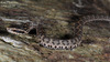 Gloydius brevicaudus 살모사 Viper Snake