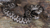 Gloydius brevicaudus 살모사 Viper Snake