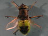 Odontomyia spp.