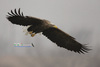 White-tailed Eagle[흰꼬리수리]