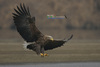 White-tailed Eagle[흰꼬리수리]