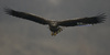 White-tailed Eagle [흰꼬리수리]