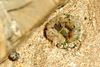 풀색꽃해변말미잘 Anthopleuroa midori (Sea Anemone)