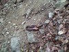 다람쥐 잡아 먹는 까치살모사