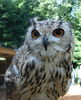 African Animals: Owl