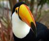 African Animals: Toucan