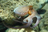 African Animals: Octopus