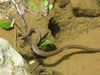 African Animals: Snake