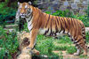 African Animals: Tiger