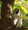 African Animals: Monkey