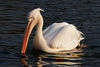 African Animals: Pelican