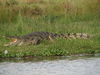 African Animals: Crocodile