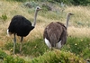 African Animals: Ostrich