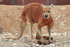 African Animals: Kangaroo