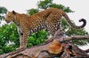 African Animals: Leopard