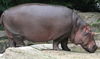 African Animals: Hippopotamus