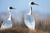 재두루미[white-naped crane]