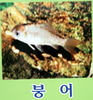 붕어 - Carassius carassius