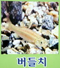 버들치 - Phoxinus oxycephalus