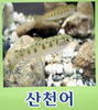 산천어 - Oncorhynchus masou masou