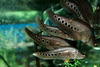 인디언나이프/인도칼메기 - Notopterus chitala (Indian Knifefish)