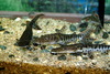 타이거쇼벨노즈 - Pseudoplatystoma fasciatum (Tiger Shovelnose Catfish, Barred Sorubim)