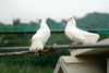 공작비둘기 - Columba livia var. domestica (Rock Doves)