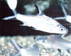 실버샤크 - Balantiocheilos melanopterus, Bala Shark