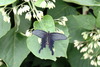 긴꼬리제비나비(Papilio macilentus)