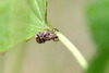 바구미 종류 - 아마도 Pseudocneorhinus bifsciatus - 땅딸보가시털바구미