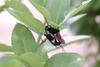 홍다리조롱박벌(Isodontia harmandi), 짝짓기
