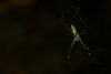 무당거미, Nephila clavata